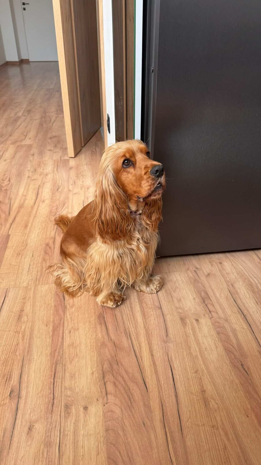 Hejka - Cocker spaniel angielski
